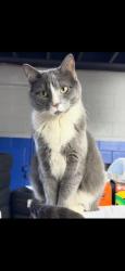 Lost Female Cat last seen Central and 16th, Cicero, IL 60623