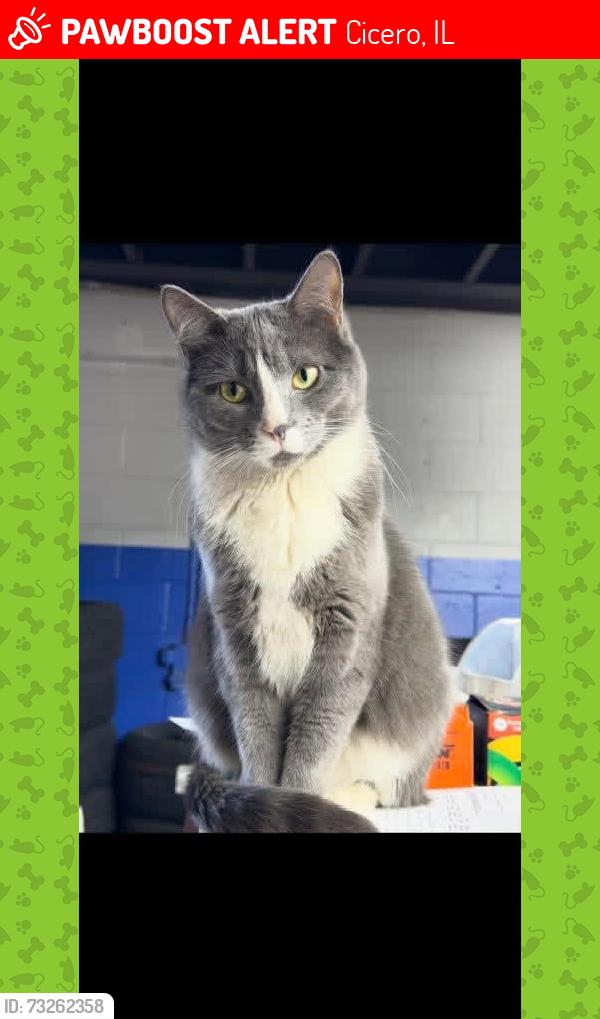 Lost Female Cat last seen Central and 16th, Cicero, IL 60623