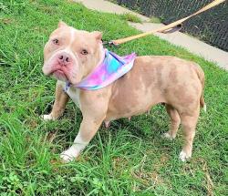 Shelter Stray Female Dog last seen Near Ritchie Highway, PASADENA, MD, 21122, 411 Maxwell Frye Rd, Millersville, MD 21108, USA