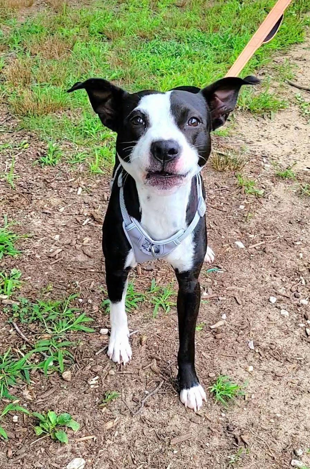 Shelter Stray Male Dog last seen Cromwell Park Drive, GLEN BURNIE, MD, 21061, 411 Maxwell Frye Rd, Millersville, MD 21108, USA