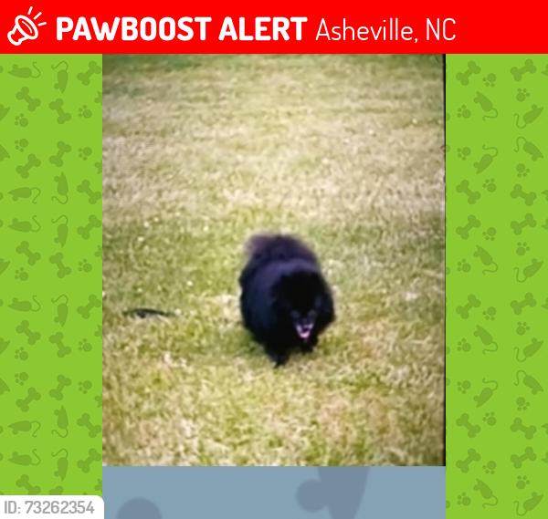 Lost Female Dog last seen Bearcreek rd. Asheville, Asheville, NC 28806