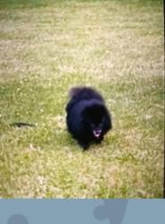 Lost Female Dog last seen Bearcreek rd. Asheville, Asheville, NC 28806