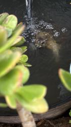Reunited Female Reptile last seen PCH & Crown Valley, Dana Point, CA 92629