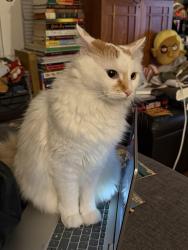 Lost Female Cat last seen oaklawn ave, Cranston, RI 02920