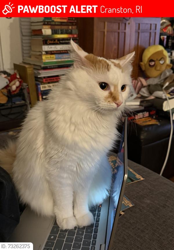 Lost Female Cat last seen oaklawn ave, Cranston, RI 02920