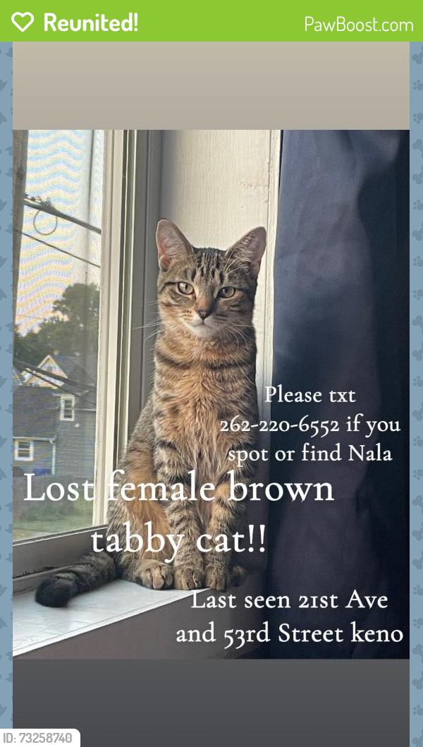 Reunited Female Cat last seen Columbus park, Kenosha, WI 53140