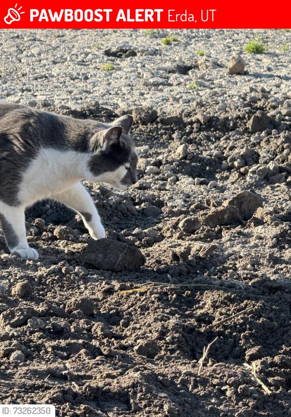 Lost Female Cat last seen Church Rd, Erda, UT 84074