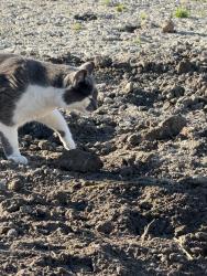 Lost Female Cat last seen Church Rd, Erda, UT 84074