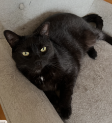 Reunited Female Cat last seen Intersection rue Lemoyne-ouest et Dollard, Longueuil, QC J4K 4M4