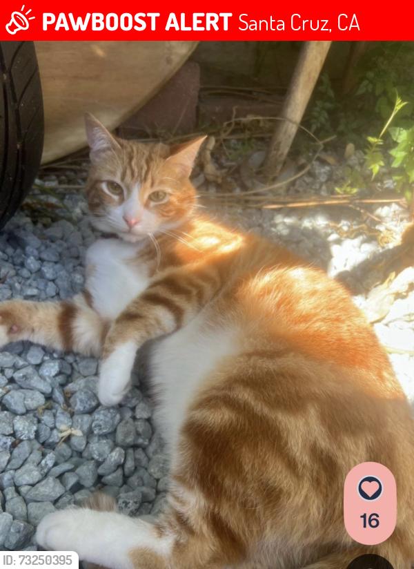 Lost Male Cat last seen Western dr and mountain way Santa Cruz ca, Santa Cruz, CA 95060