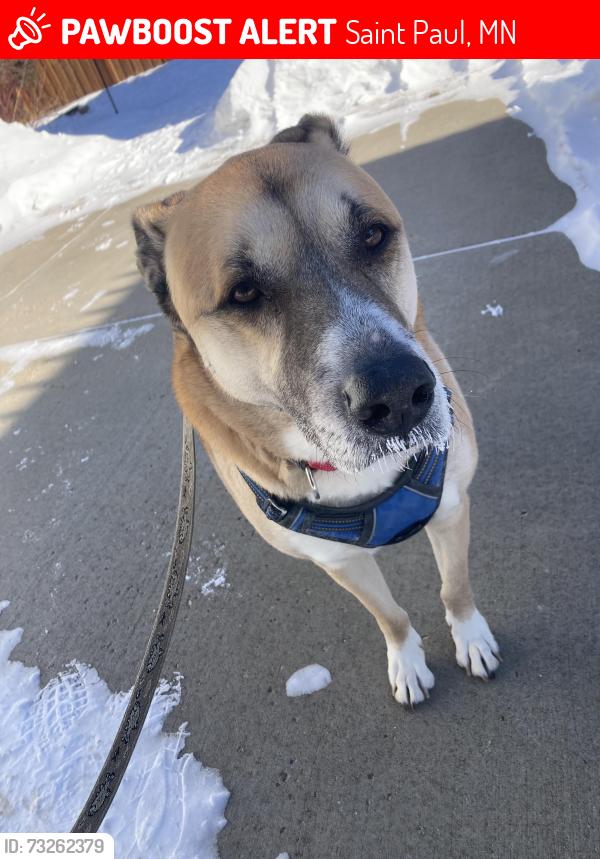 Lost Male Dog last seen South Snelling Avenue and West 7th Street, Saint Paul, MN 55116