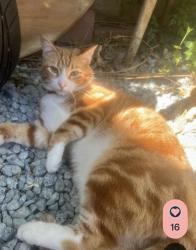 Lost Male Cat last seen Western dr and mountain way Santa Cruz ca, Santa Cruz, CA 95060
