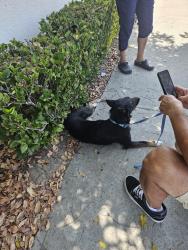 Found/Stray Male Dog last seen Victory blvd, Los Angeles County, CA 91406