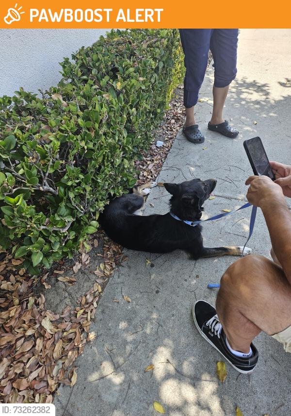 Found/Stray Male Dog last seen Victory blvd, Los Angeles County, CA 91406
