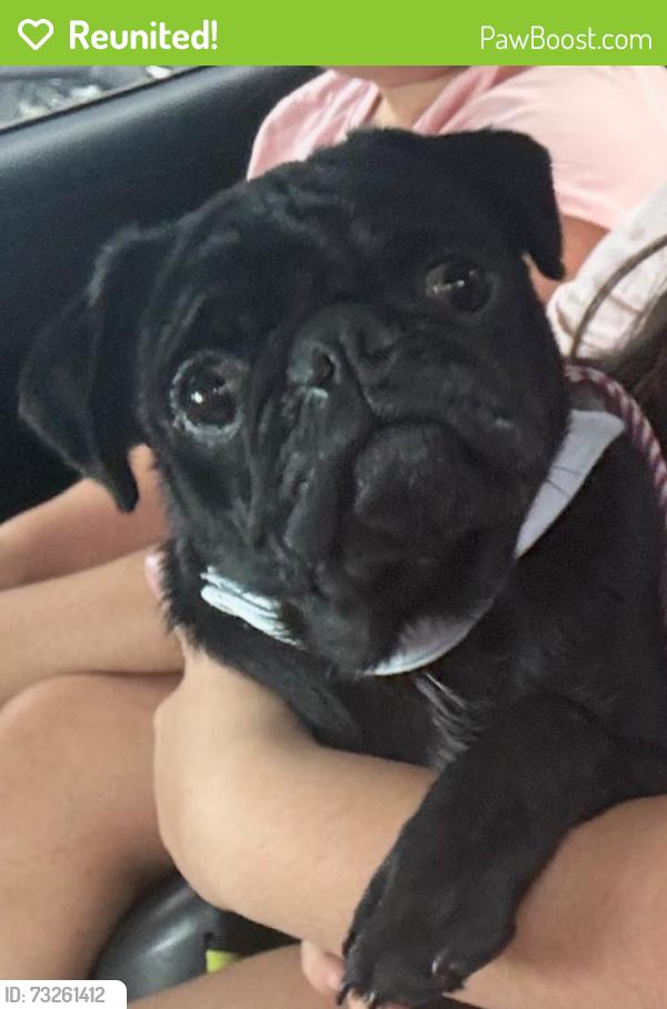 Reunited Male Dog last seen Mossberg Dr, Plano TX 75023, Plano, TX 75023