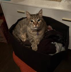 Lost Female Cat last seen By the spanish springs warehouses, Spanish Springs, NV 89441