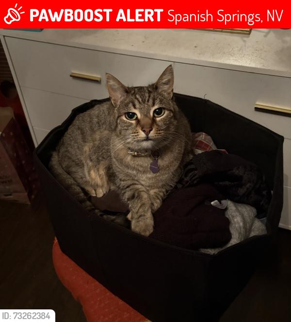 Lost Female Cat last seen By the spanish springs warehouses, Spanish Springs, NV 89441