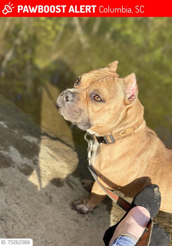 Lost Female Dog last seen Monticello, Columbia, SC 29203