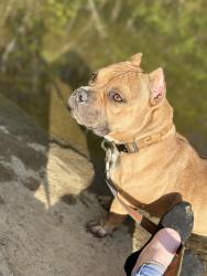 Lost Female Dog last seen Monticello, Columbia, SC 29203