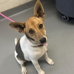 Shelter Stray Male Dog last seen , 14 Forever Friend Ln, Asheville, NC 28806, USA