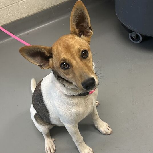 Shelter Stray Male Dog last seen , 14 Forever Friend Ln, Asheville, NC 28806, USA