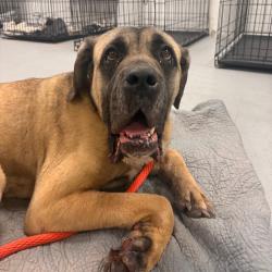 Shelter Stray Female Dog last seen , Animal Care & Control Team of Philly, 111 W Hunting Park Ave, Philadelphia, PA 19140, USA