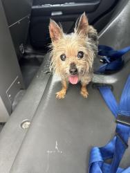 Found/Stray Unknown Dog last seen Near nw 32nd pl sunrise, Sunrise, FL 33323