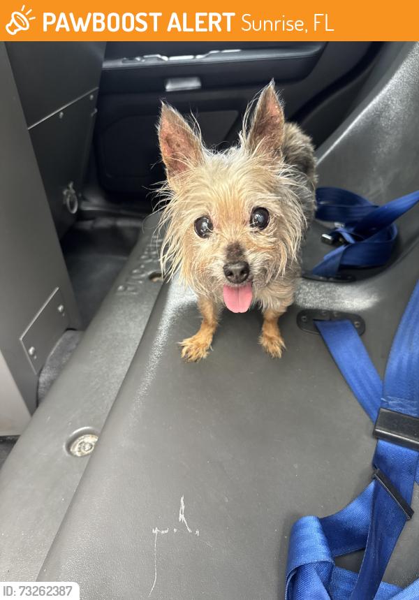 Found/Stray Unknown Dog last seen Near nw 32nd pl sunrise, Sunrise, FL 33323