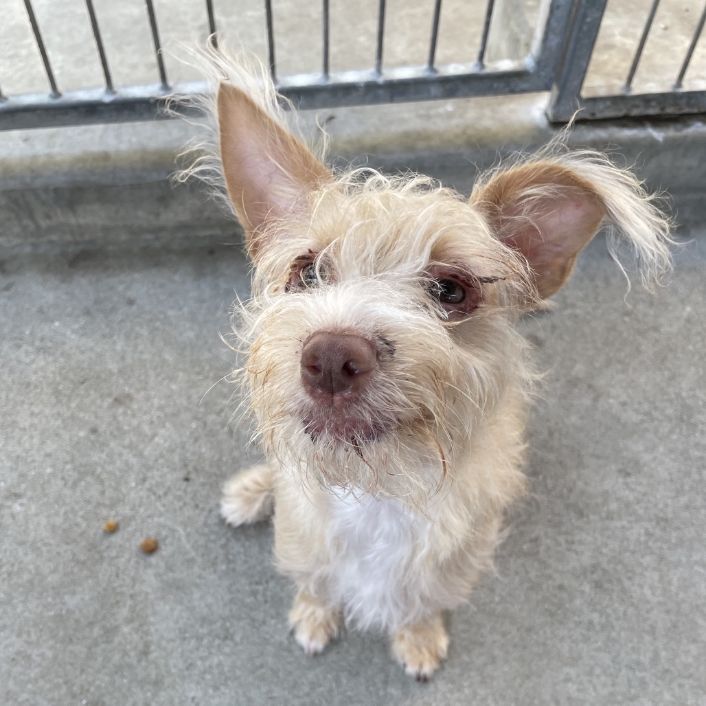 Shelter Stray Female Dog last seen , 361 S Raymond Ave, Pasadena, CA 91105, USA