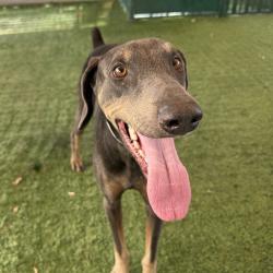 Shelter Stray Male Dog last seen , 361 S Raymond Ave, Pasadena, CA 91105, USA