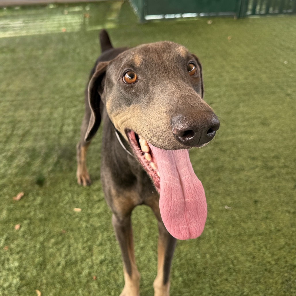 Shelter Stray Male Dog last seen , 361 S Raymond Ave, Pasadena, CA 91105, USA