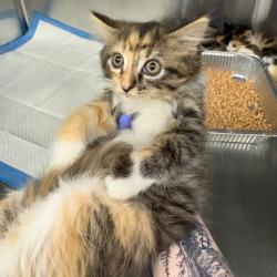 Shelter Stray Female Cat last seen , 980 Guilford College Rd, Greensboro, NC 27409, USA