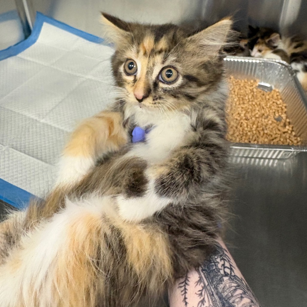 Shelter Stray Female Cat last seen , 980 Guilford College Rd, Greensboro, NC 27409, USA