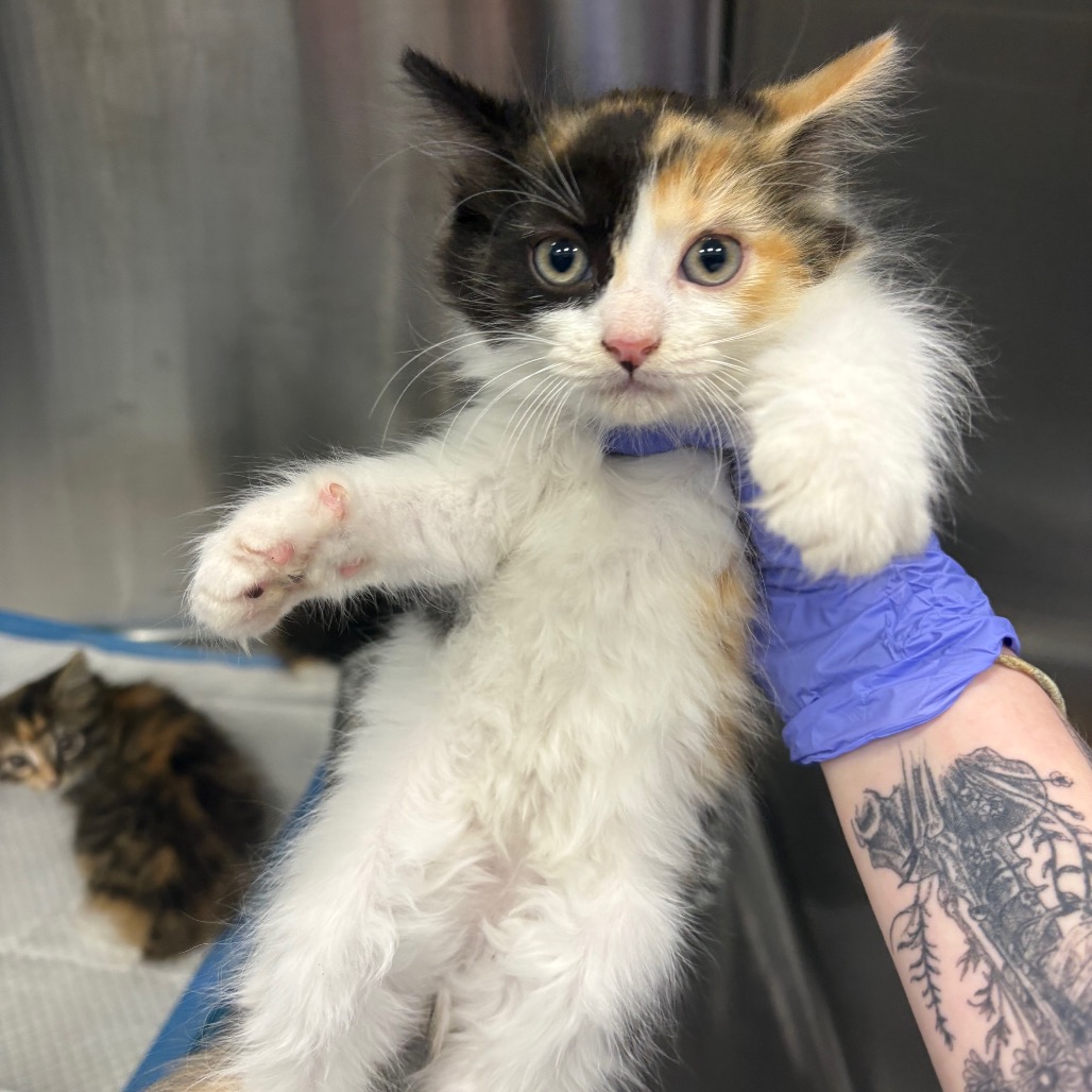 Shelter Stray Female Cat last seen , 980 Guilford College Rd, Greensboro, NC 27409, USA