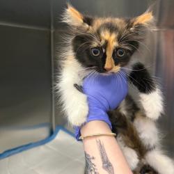 Shelter Stray Female Cat last seen , 980 Guilford College Rd, Greensboro, NC 27409, USA