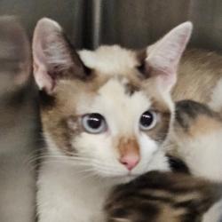 Shelter Stray Female Cat last seen , 980 Guilford College Rd, Greensboro, NC 27409, USA