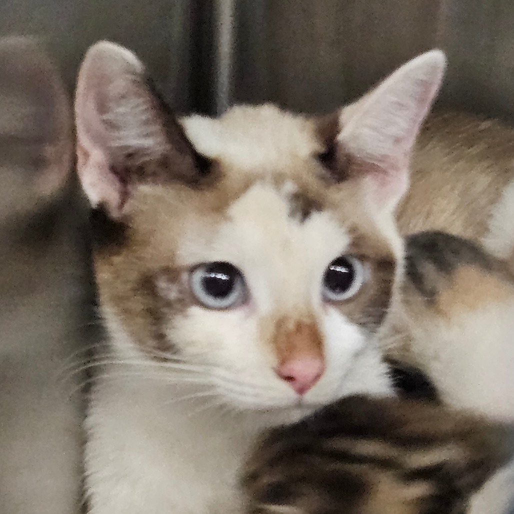 Shelter Stray Female Cat last seen , 980 Guilford College Rd, Greensboro, NC 27409, USA