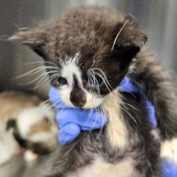 Shelter Stray Female Cat last seen , 980 Guilford College Rd, Greensboro, NC 27409, USA