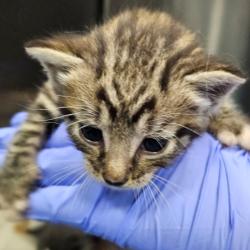 Shelter Stray Male Cat last seen , 980 Guilford College Rd, Greensboro, NC 27409, USA