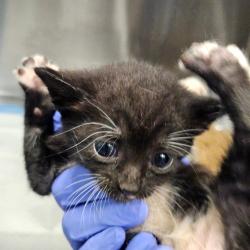 Shelter Stray Female Cat last seen , 980 Guilford College Rd, Greensboro, NC 27409, USA