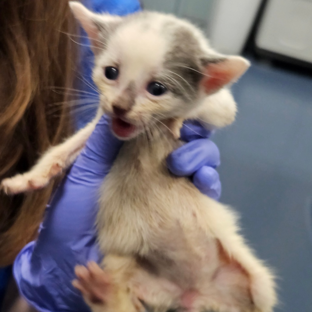 Shelter Stray Male Cat last seen , 980 Guilford College Rd, Greensboro, NC 27409, USA