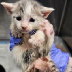 Shelter Stray Female Cat last seen , 980 Guilford College Rd, Greensboro, NC 27409, USA