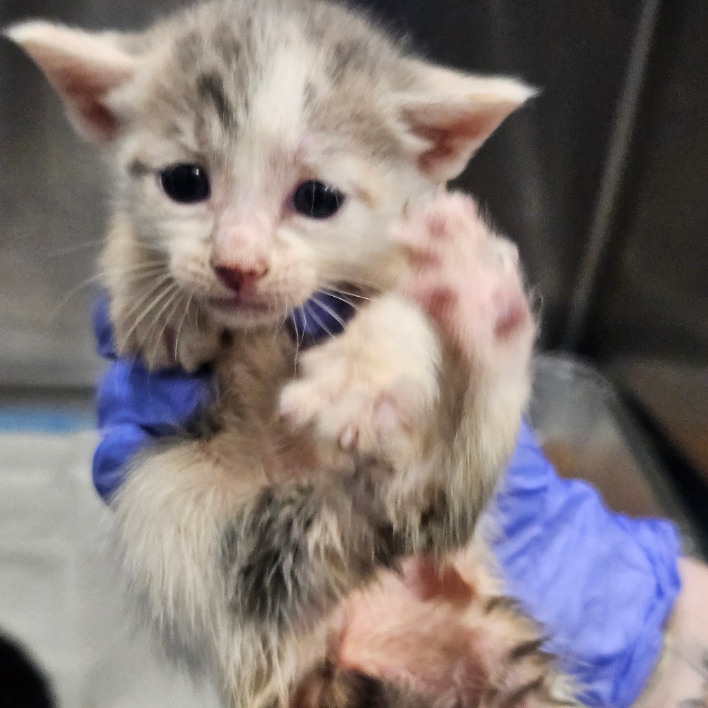 Shelter Stray Female Cat last seen , 980 Guilford College Rd, Greensboro, NC 27409, USA