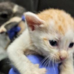 Shelter Stray Male Cat last seen , 980 Guilford College Rd, Greensboro, NC 27409, USA