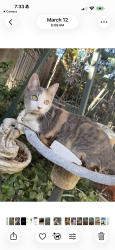 Lost Female Cat last seen Coit and Lauder Lane, Dallas, TX 75080