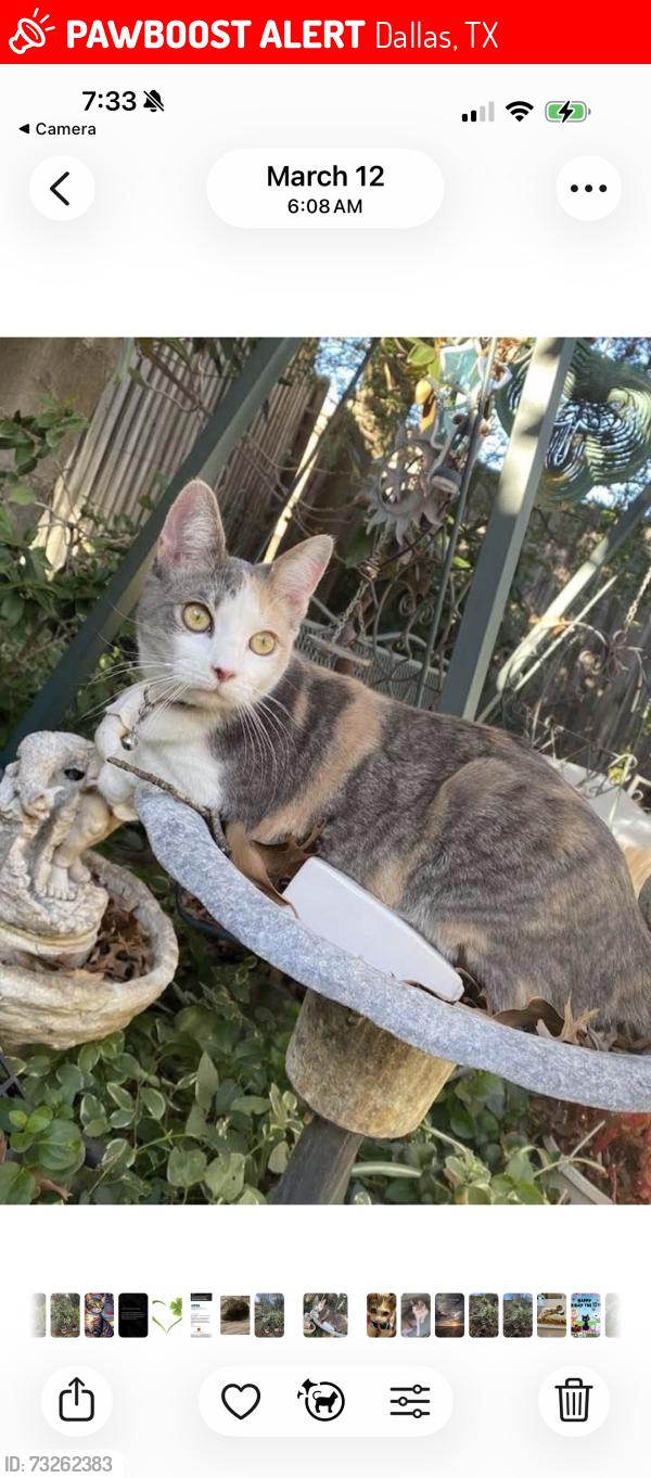 Lost Female Cat last seen Coit and Lauder Lane, Dallas, TX 75080