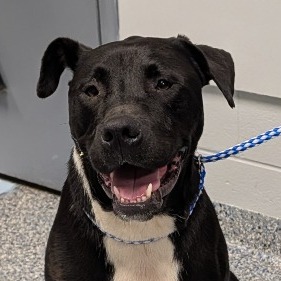 Shelter Stray Male Dog last seen , 328 Furman Hall Rd, Greenville, SC 29609, USA