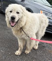 Found/Stray Male Dog last seen Route 145 closer to the Sharon tavern., Cobleskill, NY 12043