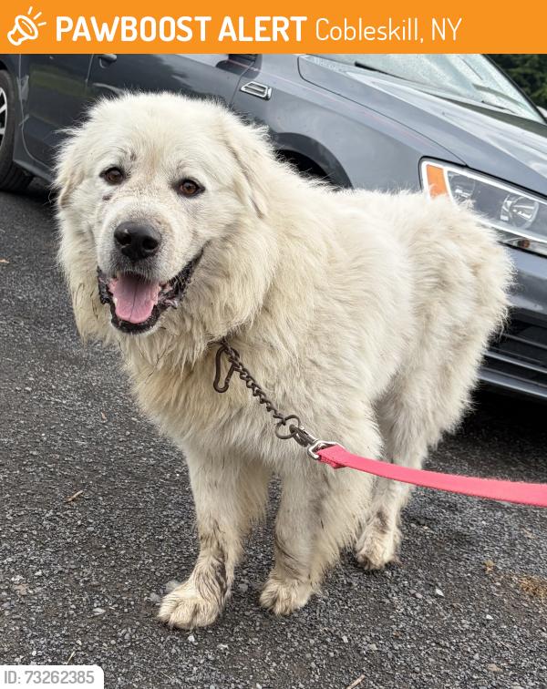 Found/Stray Male Dog last seen Route 145 closer to the Sharon tavern., Cobleskill, NY 12043