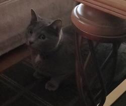 Reunited Female Cat last seen Arrowhead Drive, Vacaville, CA 95687